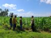 BHABINKAMTIBMAS POLSEK KEMPO DAMPINGI PETANI PANTAU LAHAN JAGUNG, DORONG PEMANFAATAN LAHAN UNTUK TINGKATKAN KETAHANAN PANGAN