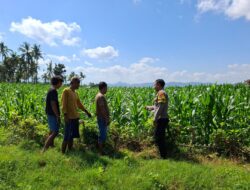 BHABINKAMTIBMAS POLSEK KEMPO DAMPINGI PETANI PANTAU LAHAN JAGUNG, DORONG PEMANFAATAN LAHAN UNTUK TINGKATKAN KETAHANAN PANGAN