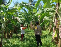 BHABINKAMTIBMAS DESA DOREBARA SAMBANGI PETANI PISANG, BERIKAN EDUKASI DAN DORONG PENINGKATAN KESEJAHTERAAN MASYARAKAT
