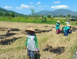 Polres Lombok Barat Kawal Penanaman Jagung di Gerung