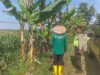 Polri Dukung Astacita, Polsek Rengel Polres Tuban Turun Cek Tanaman Jagung Warga di Desa Kebonagung