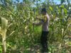 POLSEK BANGILAN DUKUNG PROGRAM KETAHANAN PANGAN NASIONAL MELALUI MONITORING TANAMAN JAGUNG