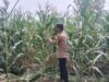 Polsek Singgahan Polres Tuban Turun Cek Tanaman jagung Warga di Desa Mulyorejo