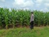 Polsek Tambakboyo Polres Tuban Turun Cek Tanaman jagung Warga di Desa Dikir