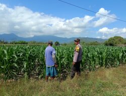 Dampingi Petani Jagung, Bhabinkamtibmas Desa Tarusa Tinjau Lahan Produktif Seluas 1 Hektar