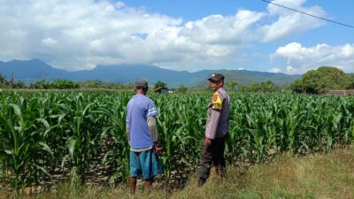 Dampingi Petani Jagung, Bhabinkamtibmas Desa Tarusa Tinjau Lahan Produktif Seluas 1 Hektar