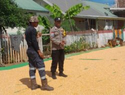 BHABINKAMTIBMAS POLSEK HU’U DAMPINGI PETANI PASCA PANEN, DORONG PRODUKTIVITAS PERTANIAN MENUJU INDONESIA EMAS