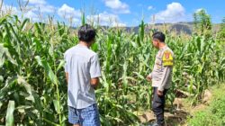 PANTAU LAHAN JAGUNG WARGA, DORONG PEMANFAATAN PEKARANGAN UNTUK PERKUAT KETAHANAN PANGAN