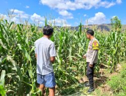 PANTAU LAHAN JAGUNG WARGA, DORONG PEMANFAATAN PEKARANGAN UNTUK PERKUAT KETAHANAN PANGAN