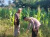 Dampingi Petani di Buin Baru, Bhabinkamtibmas Desa Buin Baru Tinjau Ketahanan Pangan Lokal