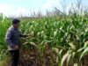 Polsek Grabagan polres Tuban Polda Jawa Timur Dukung Penuh Swasembada Pangan Presiden Prabowo Melalui Pendampingan Petani