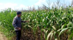 Polsek Grabagan polres Tuban Polda Jawa Timur Dukung Penuh Swasembada Pangan Presiden Prabowo Melalui Pendampingan Petani