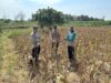 Dukung Ketahanan Pangan, Personel Polsek Bancar Monitoring Panen Jagung di Desa Cingklung