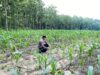 Bhabinkamtimas Desa Sendang Polsek Senori Polres Tuban Monitoring Tanaman Jagung Warga Binaan Dukung Program Ketahanan Pangan