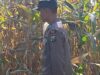Dukung Astacita Presiden, Bhabinkamtibmas Polsek Widang Monitoring Pertumbuhan Tanaman Jagung