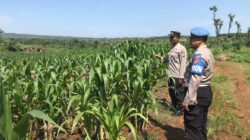 Polri Dukung Astacita, Polsek Merakurak Polres Tuban Turun Cek Tanaman Jagung Warga di Desa Tuwiri Kulon