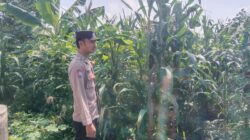 Polsek Singgahan Polres Tuban Turun Cek Tanaman jagung Warga di Desa Mulyorejo