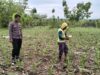 Dalam rangka mendukung Program ASTACITA, Bhabinkamtibmas Desa Pacing Polsek Parengan Polres Tuban sambang petani jagung di Desa Pacing Kec. Parengan