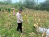 Polsek Bangilan Monitoring Tanaman Jagung di Desa Banjarworo sebagai Wujud Dukungan Ketahanan Pangan
