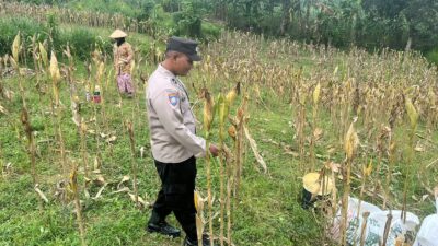 Polsek Bangilan Monitoring Tanaman Jagung di Desa Banjarworo sebagai Wujud Dukungan Ketahanan Pangan