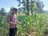 Polsek Tambakboyo Polres Tuban Turun Cek Tanaman jagung Warga di Desa Dikir