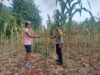 Polri Dukung Astacita, Polsek Palang Polres Tuban Turun Cek Tanaman jagung milik Warga di Desa Dawung