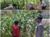 Polsek Soko polres Tuban Polda Jawa Timur Bergerak! Dukung Penuh Swasembada Pangan Presiden Prabowo Melalui Pendampingan Petani