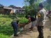 Cegah Penyebaran Penyakit pada Hewan, Bhabinkamtibmas Telaga Bertong Aktif Dampingi Program Vaksinasi Puskeswan