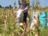 Bhabinkamtibmas Polsek Widang Pendampingan Petani Panen Jagung