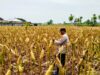 Polri Dukung Astacita, Polsek Merakurak Polres Tuban Turun Cek Tanaman Jagung Warga di Desa Tuwiri Kulon