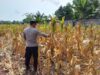 Polri Dukung Astacita, Polsek Semanding Polres Tuban Turun Cek Tanaman jagung milik Warga di Desa Ngino