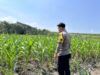 Dalam rangka Dukung Program Astacita, Bhabinkamtibmas Desa Cengkong Polsek Parengan Polres Tuban cek lokasi Tanaman Jagung milik petani di Desa Cengkong Kec. Parengan Kab. Tuban