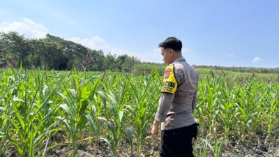 Dalam rangka Dukung Program Astacita, Bhabinkamtibmas Desa Cengkong Polsek Parengan Polres Tuban cek lokasi Tanaman Jagung milik petani di Desa Cengkong Kec. Parengan Kab. Tuban