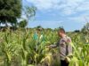 Bripka Nasri Anggota Polsek Bancar Polres Tuban Melaksanakan Monitoring Tanaman Jagung di Desa Tlogoagung