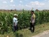 Bhabinkamtibmas Desa Jatisari Polsek Senori Gencar Monitoring Tanaman Jagung Warga Desa Binaan