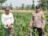 Polri Dukung Astacita, Polsek Rengel Polres Tuban Turun Cek Tanaman Jagung Warga di Desa Maibit
