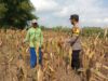 Monitoring Tanaman Jagung Warga di Desa Binaan, Bhabinkamtibmas Desa Wanglukulon Polsek Senori Polres Tuban Dukung Ketahanan Pangan