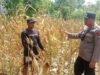 Polri Dukung Astacita, Polsek Rengel Polres Tuban Turun Cek Tanaman Jagung Warga di Desa Rengel