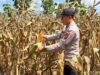 Polsek Montong Polres Tuban Turun Cek Tanaman jagung Warga di Desa Talangkembar