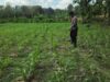 POLSEK BANGILAN AKTIF MONITORING KETAHANAN PANGAN TANAMAN JAGUNG
