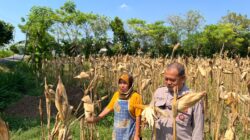 Bripka Nasri Monitoring Hasil Panen Jagung Warga Desa Tenggerkulon Kec. Bancar Kab. Tuban