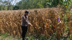 Polri Dukung Astacita, Bhabinkamtibmas Desa Pacing Polsek Parengan Polres Tuban Cek Lokasi Tanaman Jagung milik petani Di Desa Pacing Kec. Parengan