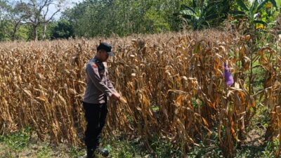 Polri Dukung Astacita, Bhabinkamtibmas Desa Pacing Polsek Parengan Polres Tuban Cek Lokasi Tanaman Jagung milik petani Di Desa Pacing Kec. Parengan