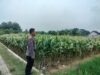 Polri Dukung Astacita, Polsek Palang Polres Tuban jagung milik Warga di Desa Glodog