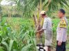 Polri Dukung Astacita, Polsek Grabagan Polres Tuban Turun Cek Tanaman jagung milik Warga di Desa Grabagan