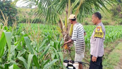 Polri Dukung Astacita, Polsek Grabagan Polres Tuban Turun Cek Tanaman jagung milik Warga di Desa Grabagan