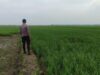 Polri Dukung Astacita, Polsek Merakurak Polres Tuban Turun Cek Tanaman Jagung Warga di Desa Tuwiri Wetan