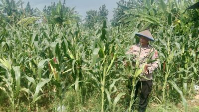 Polri Dukung Astacita, Polsek Jenu Polres Tuban jagung milik Warga di Desa Socorejo