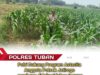 Turun ke Pematang, Polsek Jatirogo Kawal Jagung Warga Desa Ketodan Demi Astacita