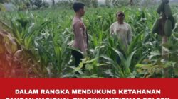Polsek Singgahan Polres Tuban Turun Cek Tanaman jagung Warga di Desa Saringembat